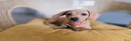 Miniature Dachshund dogs for sale: KC Registered Mini Dachshund Puppies. Rare colors - Advert 3