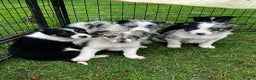 Border Collie dogs for sale: 5 Beautiful Blue Merle Border Collie Puppies - Advert 9