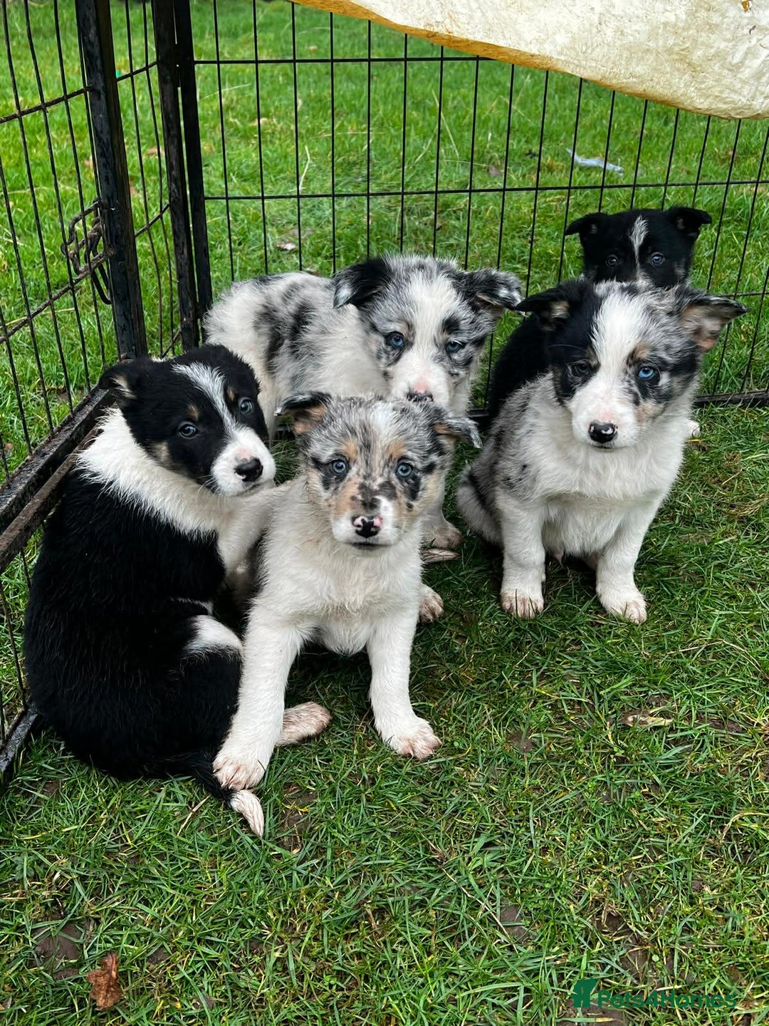 Border Collie dogs for sale: 5 Beautiful Blue Merle Border Collie Puppies - Advert 9