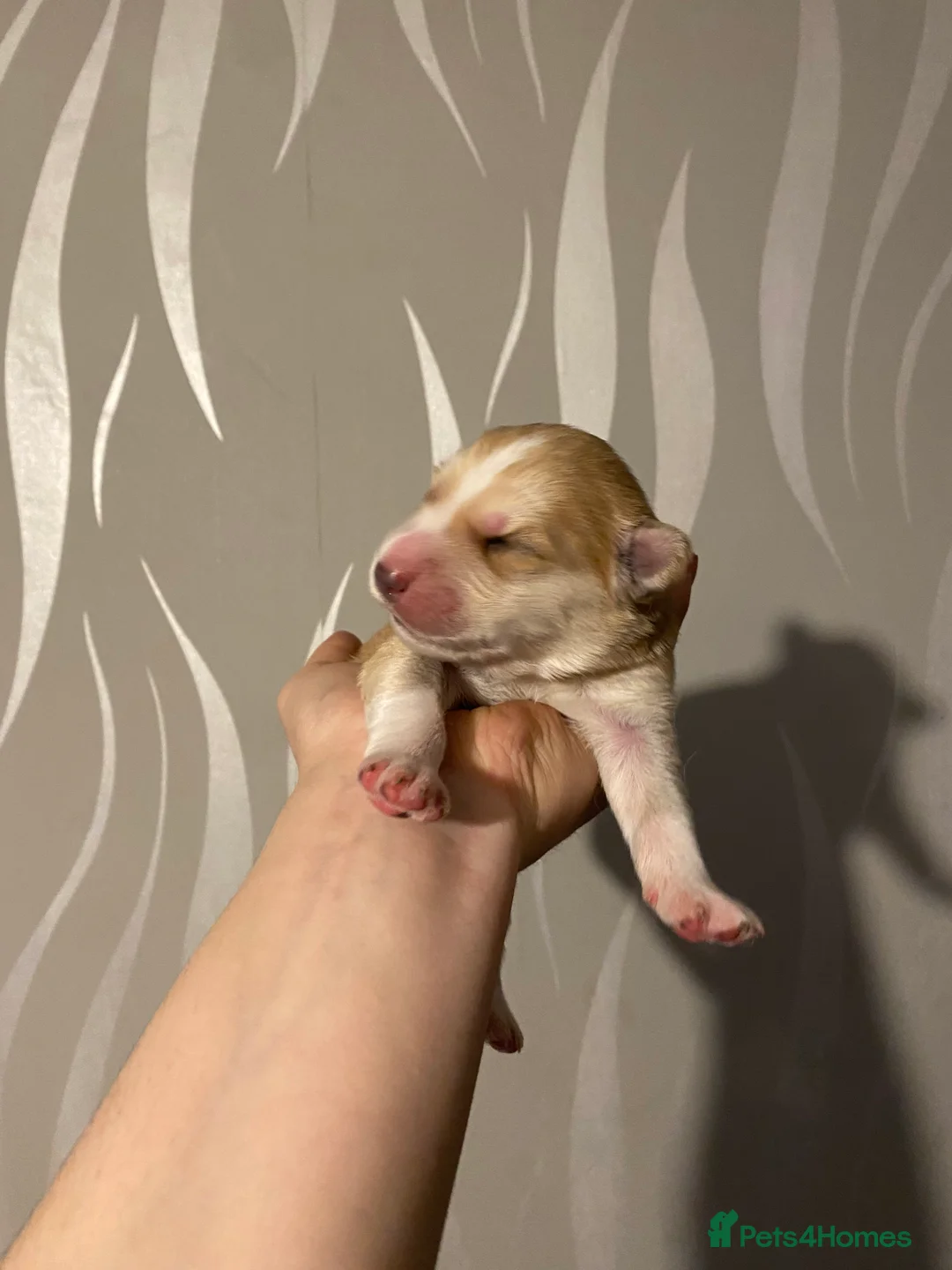 Shepsky dogs for sale: Husky cross German shepherd  - Advert 4