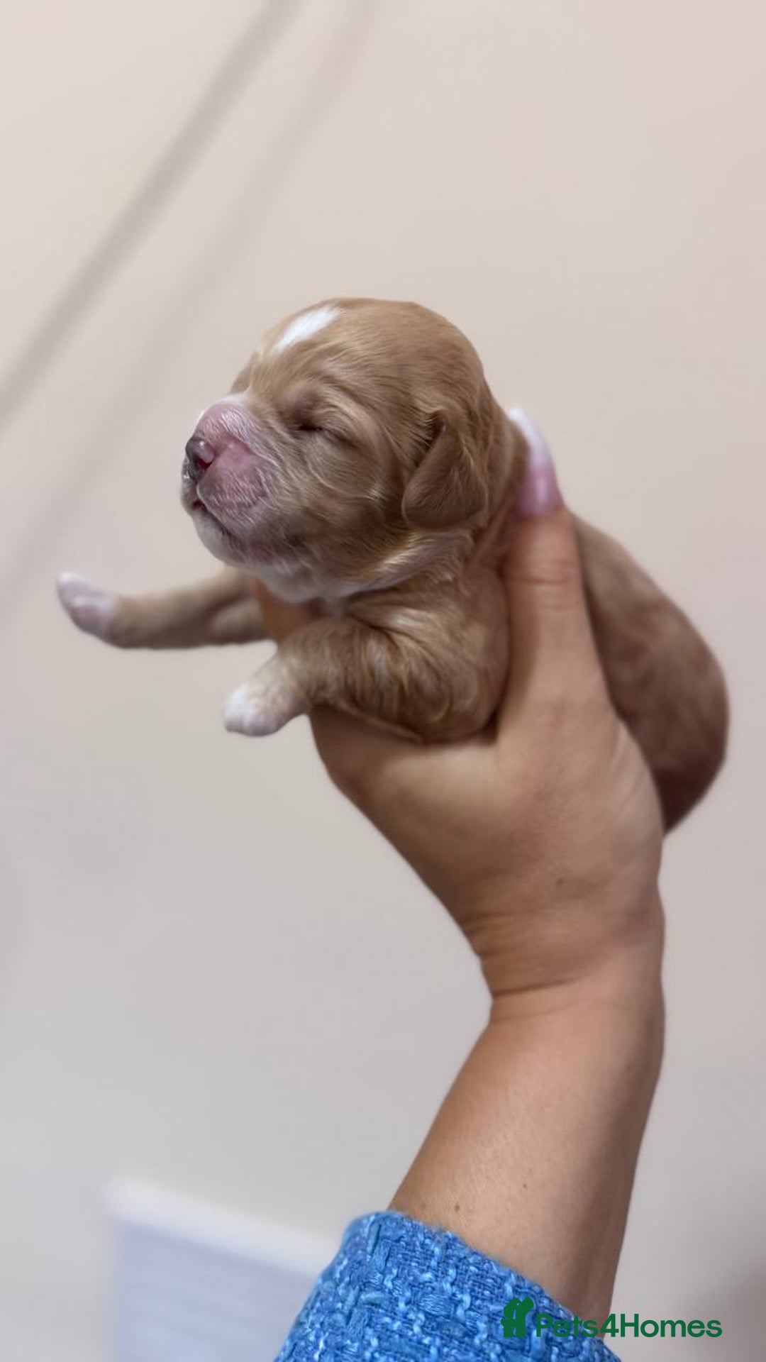 Cockapoo dogs for sale: Unique F1 Cockapoo Puppies - Image 26