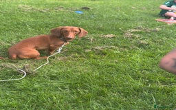 Dachshund dogs for sale: New forever home needed  - Image 2