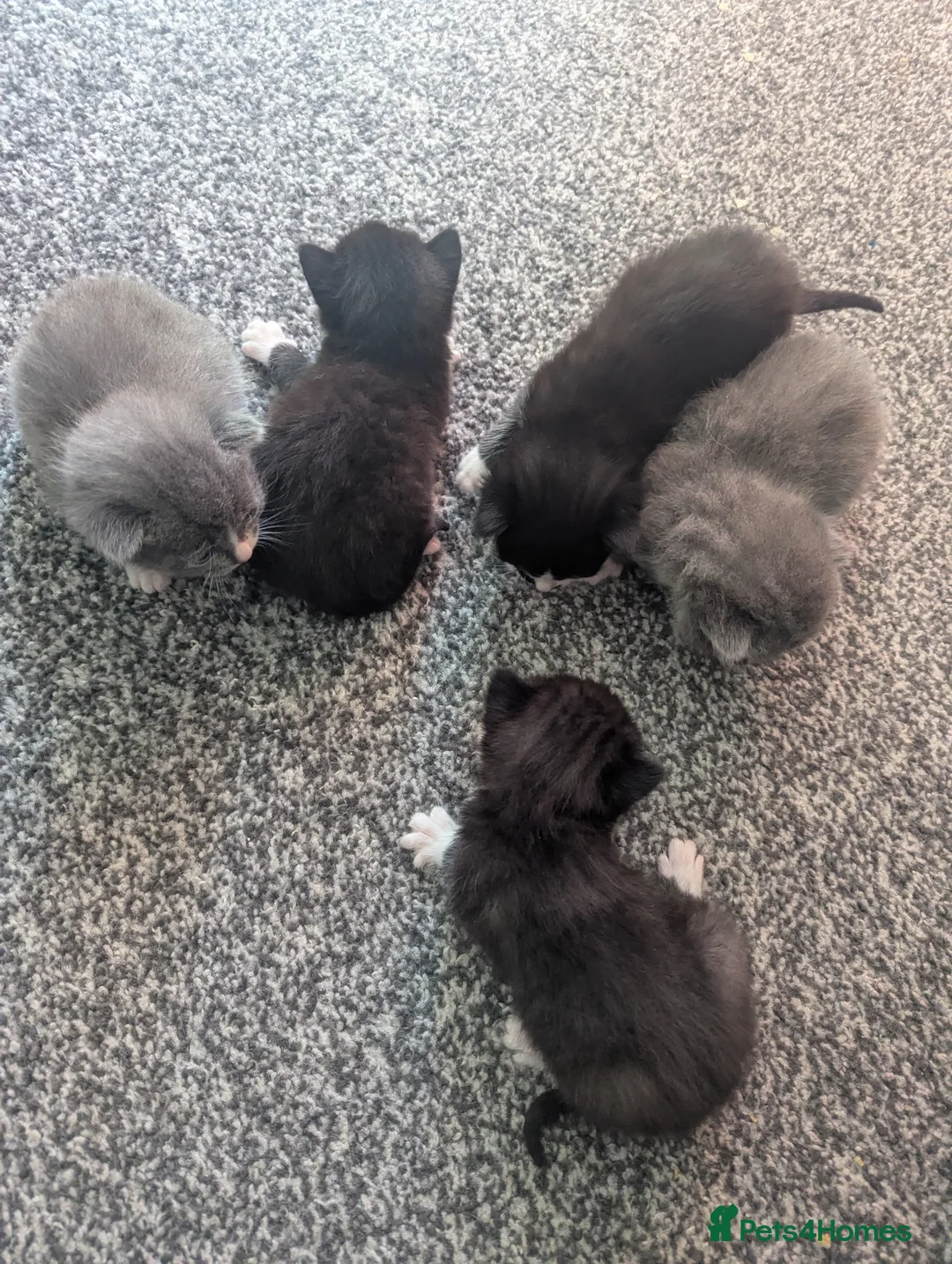 Mixed Breed cats for sale: 5 beautiful kittens in Norwich - Advert 5