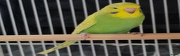 Budgerigars birds for sale: Beautiful Baby Budgies  - Advert 5