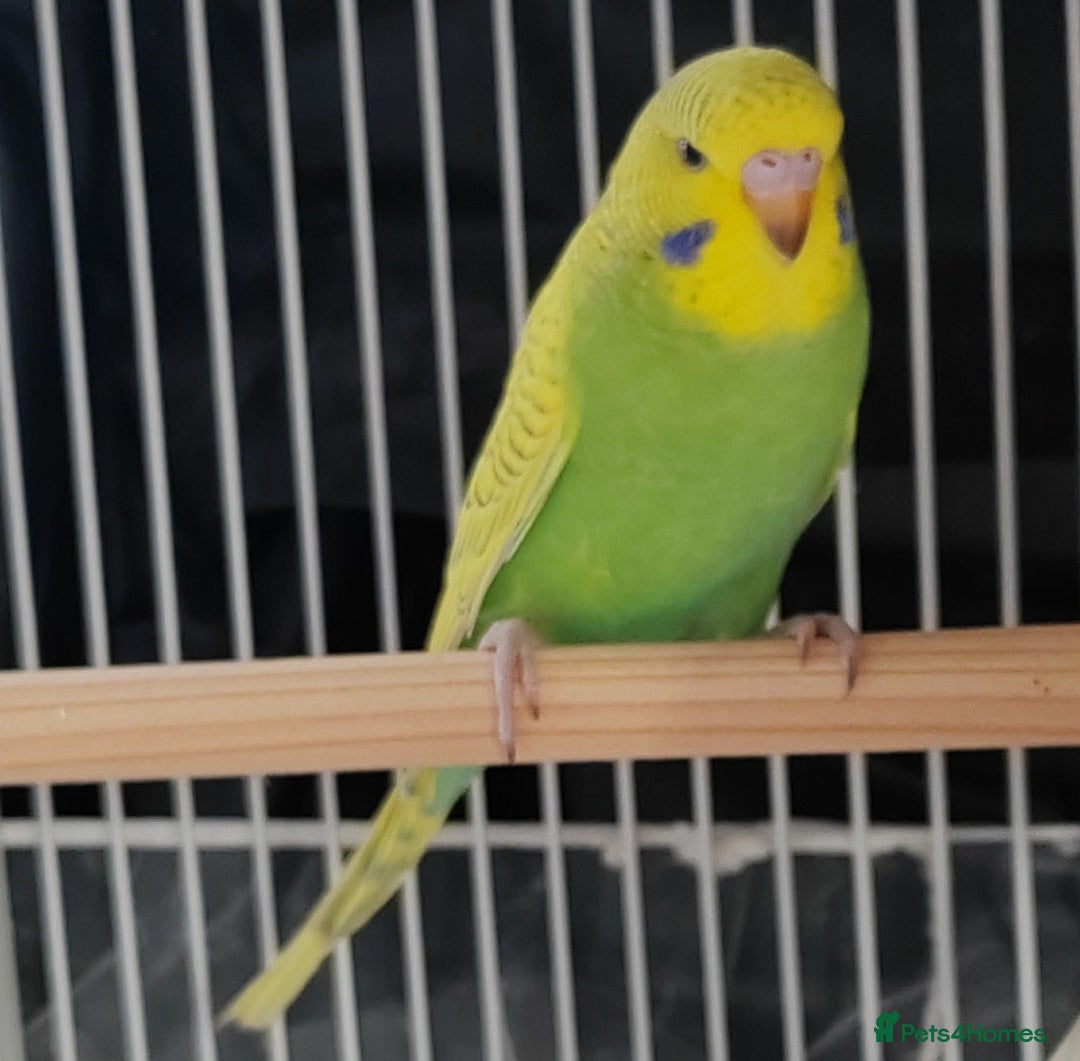 Budgerigars birds for sale: Beautiful Baby Budgies  - Advert 5
