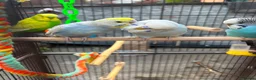 Budgerigars birds for sale: Pair of budgies  - Advert 3