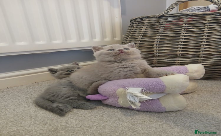 British Shorthair cats - Advert 7