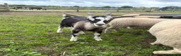 Goats livestock for sale:  Tog X alpine goats - Advert 9