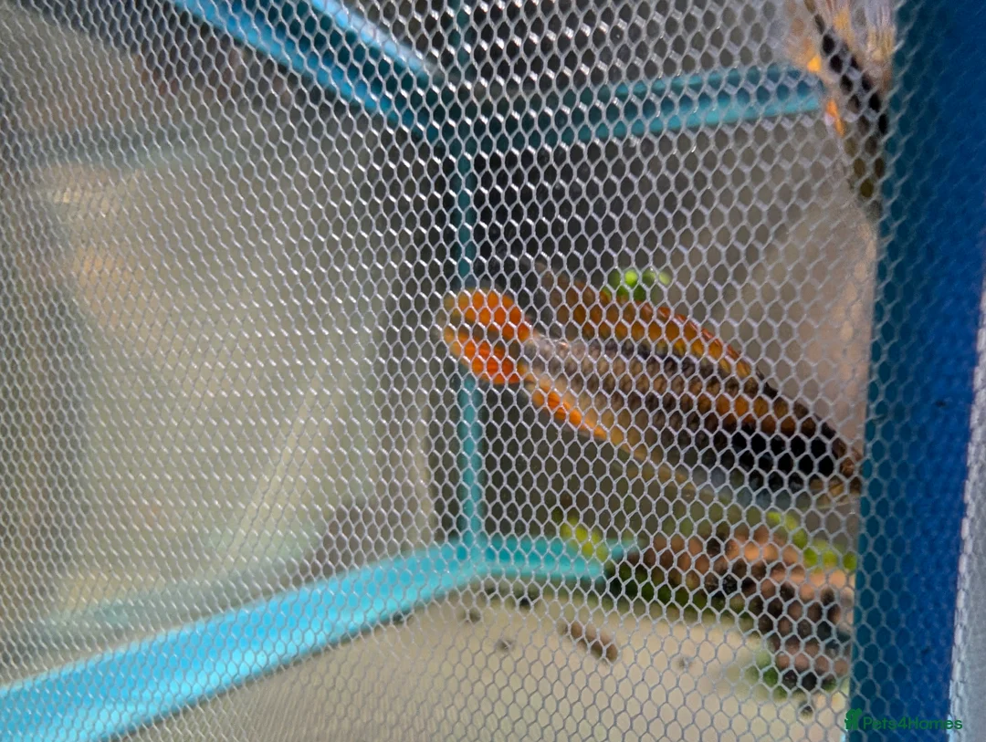 Cichlids fish for sale: Pair of fire red agassizii - Advert 2