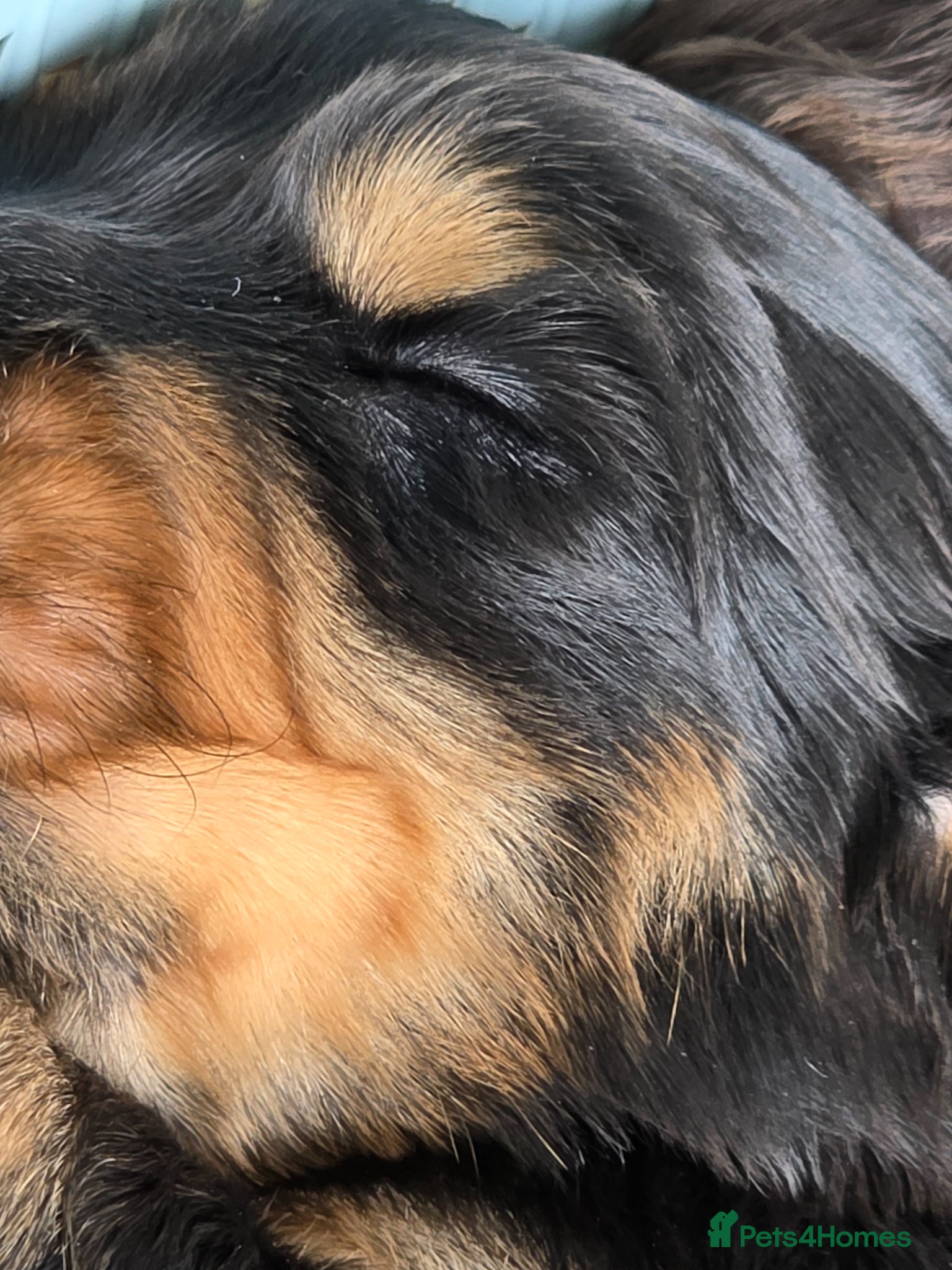 Cocker Spaniel dogs for sale: Black and chocolate tan point cockers  - Advert 23