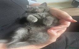 British Shorthair cats for sale: BTS x Ragdoll - Image 21