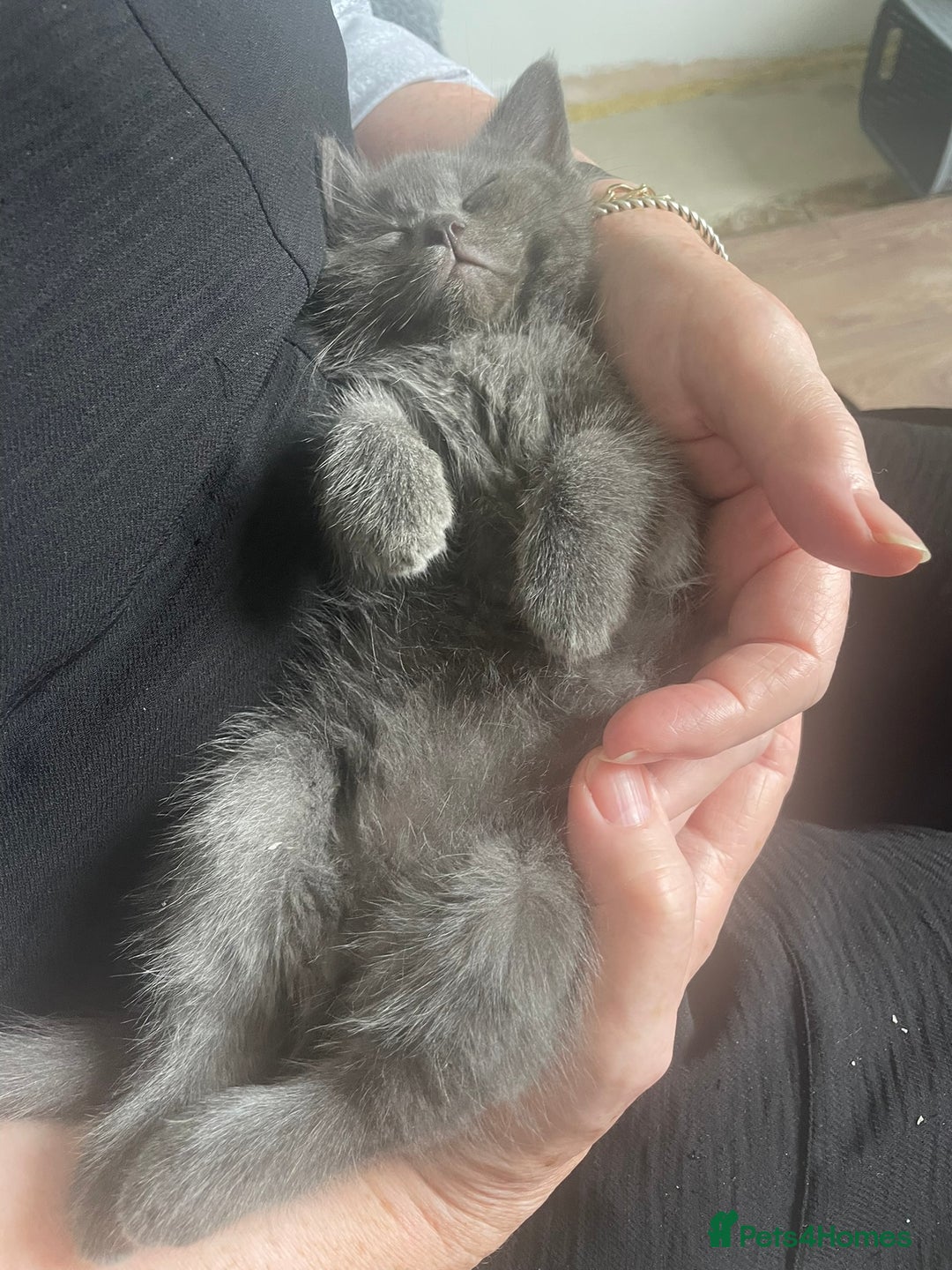 British Shorthair cats for sale: BTS x Ragdoll - Image 21
