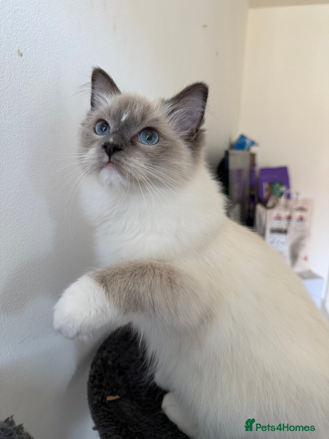 Ragdoll cats for sale: Ragdoll Kittens Looking for Their Forever Homes  - Image 19