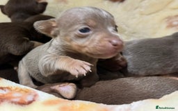 Jack Russell dogs for sale: Much Wenlock stunning miniature puppy  - Advert 35