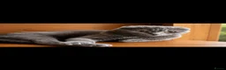 Scottish Fold cats for sale: Stunning blue Scottish fold girl - Advert 1