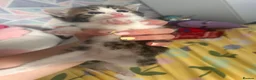 Mixed Breed cats for sale: 5 gorgeous kittens for sale - Advert 7