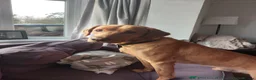 Labrador Retriever dogs for stud: Proven Stud - Dexter - Fox Red Lab - Advert 6