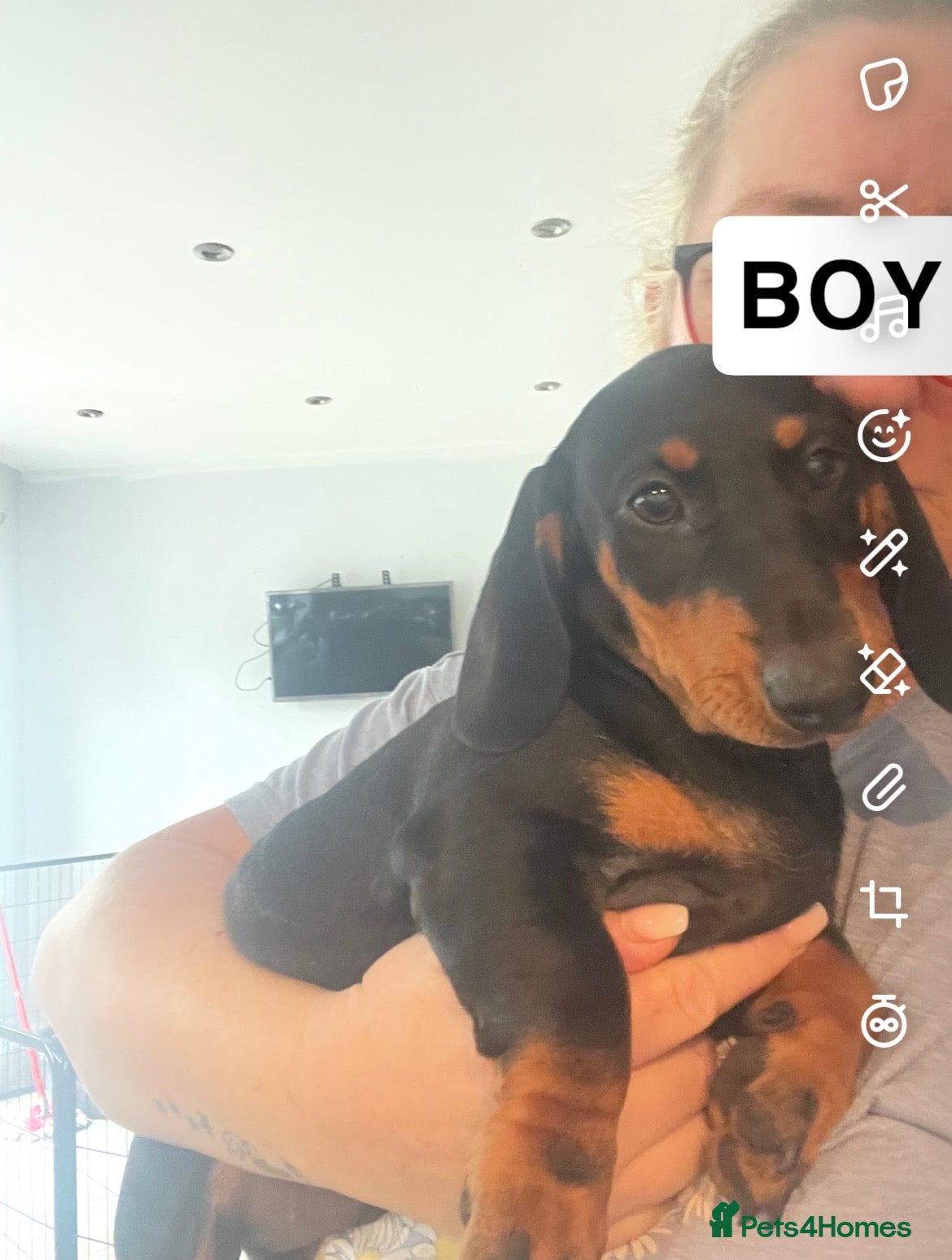 Dachshund dogs 1 BOY LEFT !!! Dachshund Puppies  - Advert 9