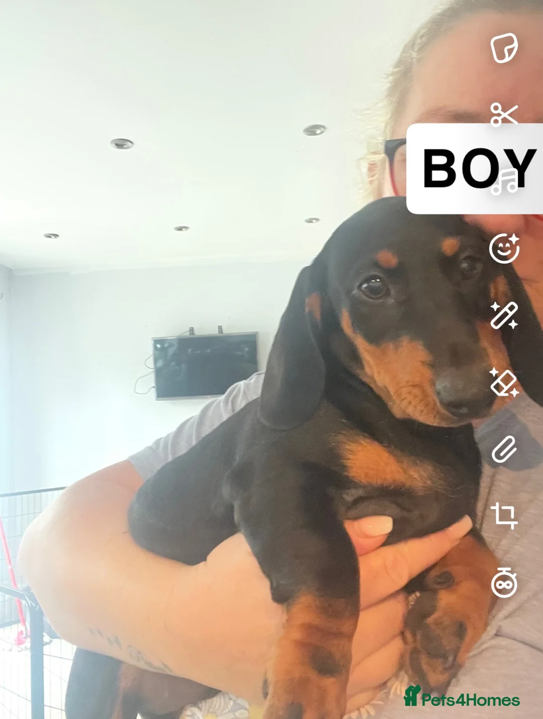 Dachshund dogs for sale: 1 BOY LEFT !!! Dachshund Puppies  - Advert 1