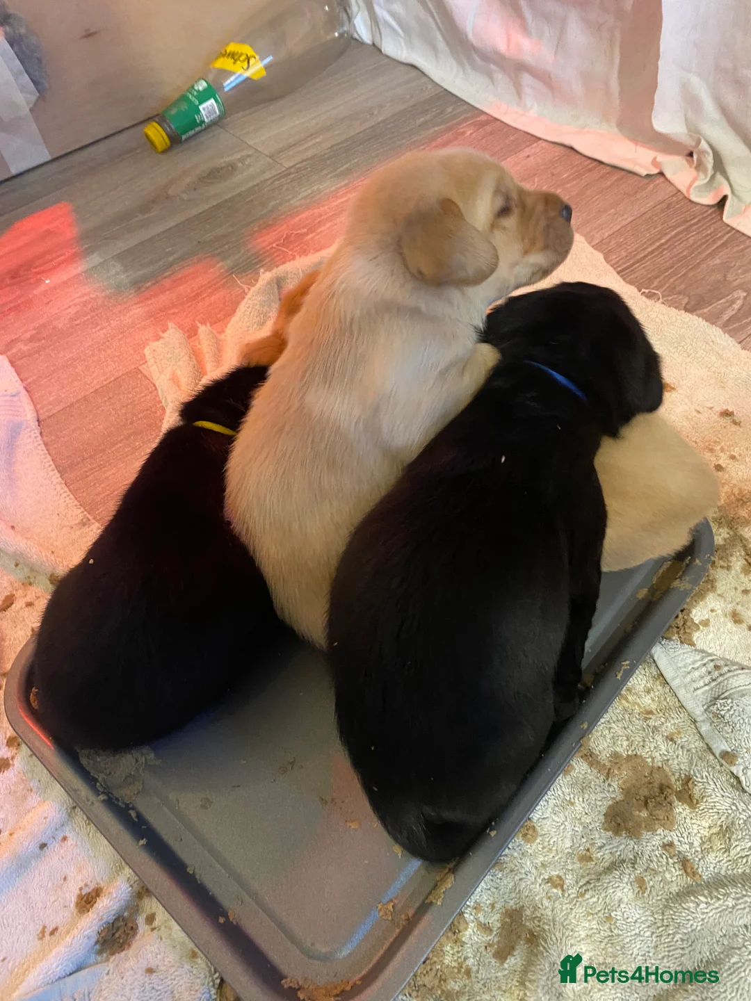 Labrador Retriever dogs for sale: Fully Health Tested KC Registered Labrador Puppy - Advert 11