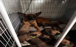 Belgian Shepherd Dog dogs for sale: Belgian Melinous pups ready for homes - Image 7