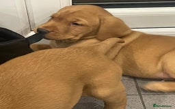 Labrador Retriever dogs for sale: Exceptional breed Labradors - Image 7