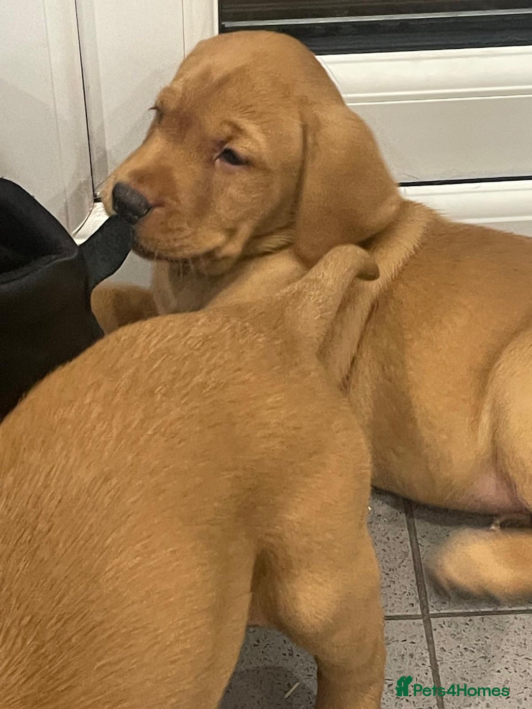 Labrador Retriever dogs for sale: Exceptional breed Labradors - Image 7