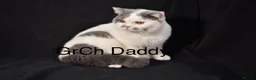 British Shorthair cats for sale: Last Remaining GCCF BSH Kitten – Ready Now! - Advert 2