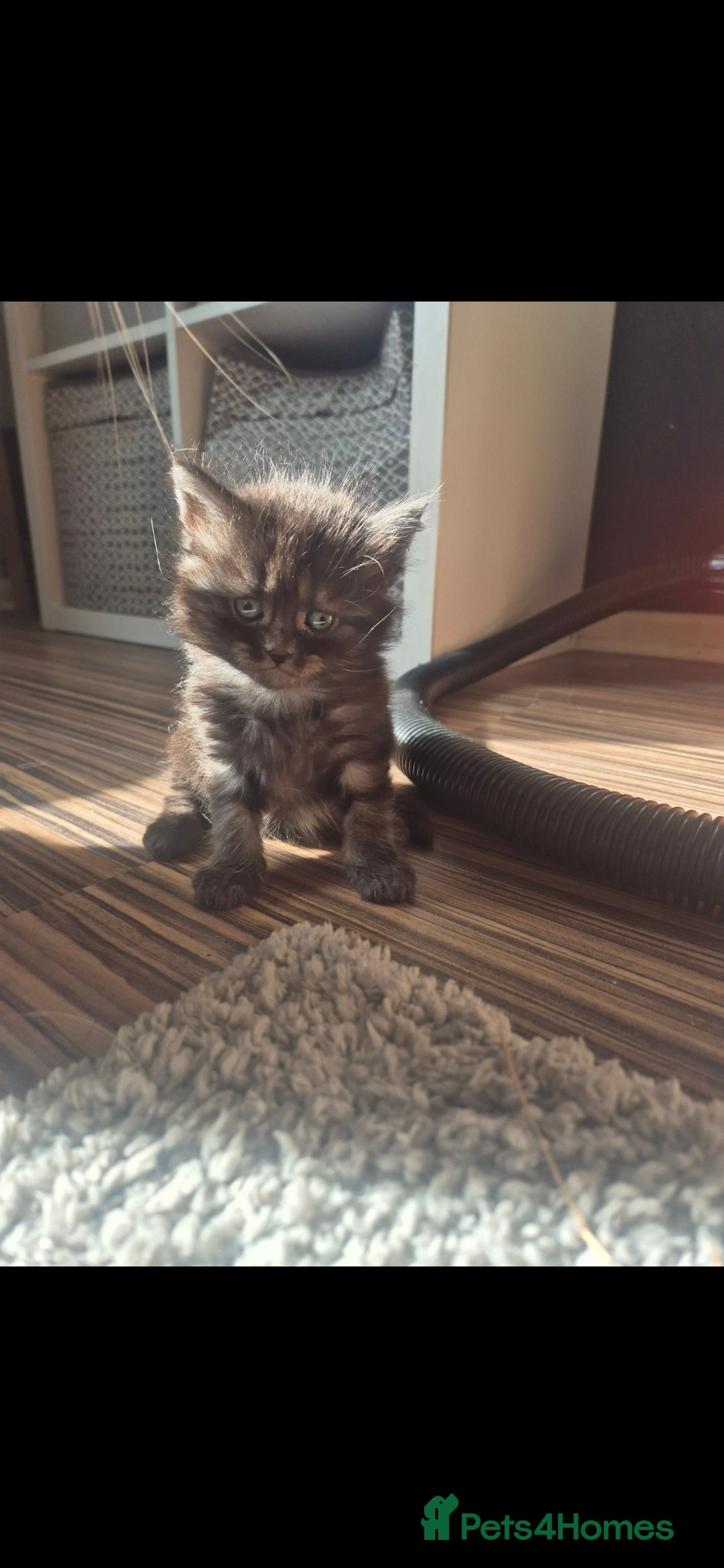 Mixed Breed cats for sale: Half British shorthair Kittens - Image 3
