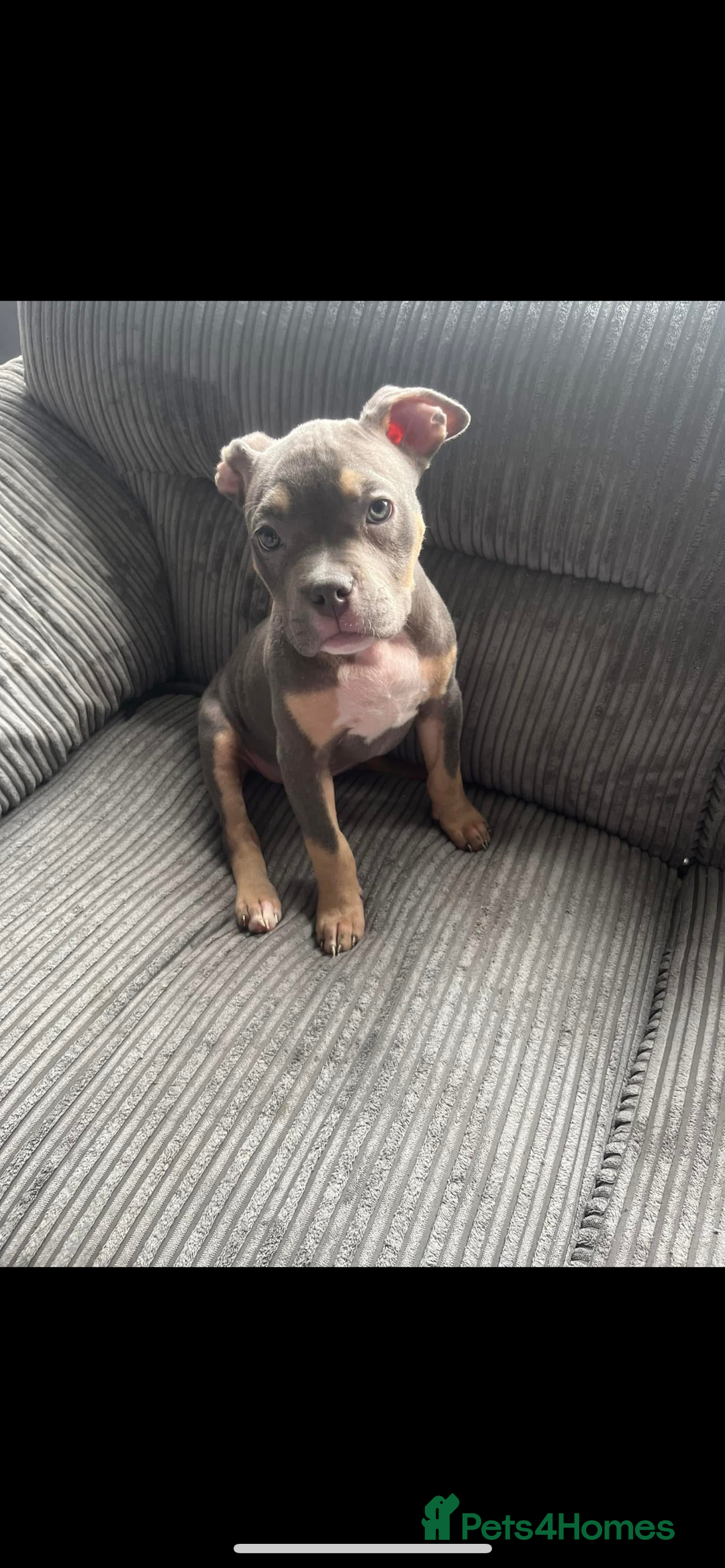 American Bully dogs for sale: Dolcee- American Bully- 1 year old - Advert 7