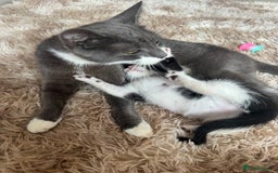 Domestic Shorthair cats for sale: Male kitten - last in the litter  - Image 8