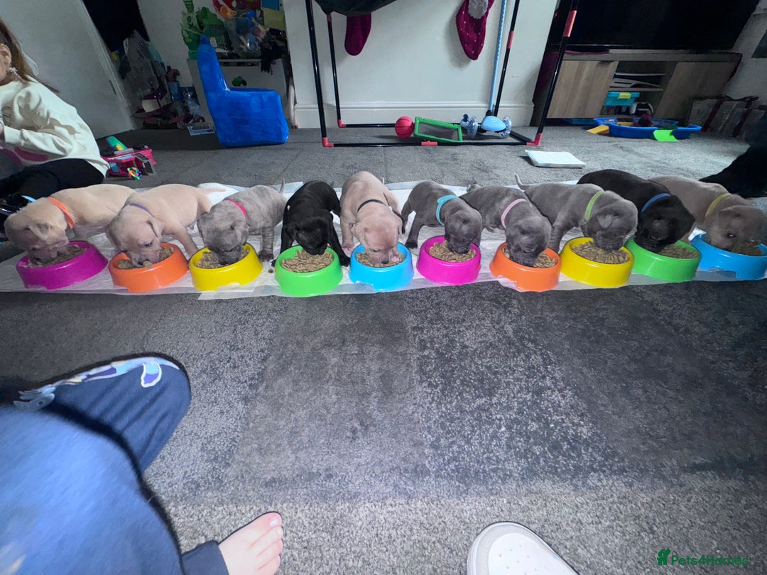 Mixed Breed dogs for sale: 7 Beautiful Staffys left - Advert 10