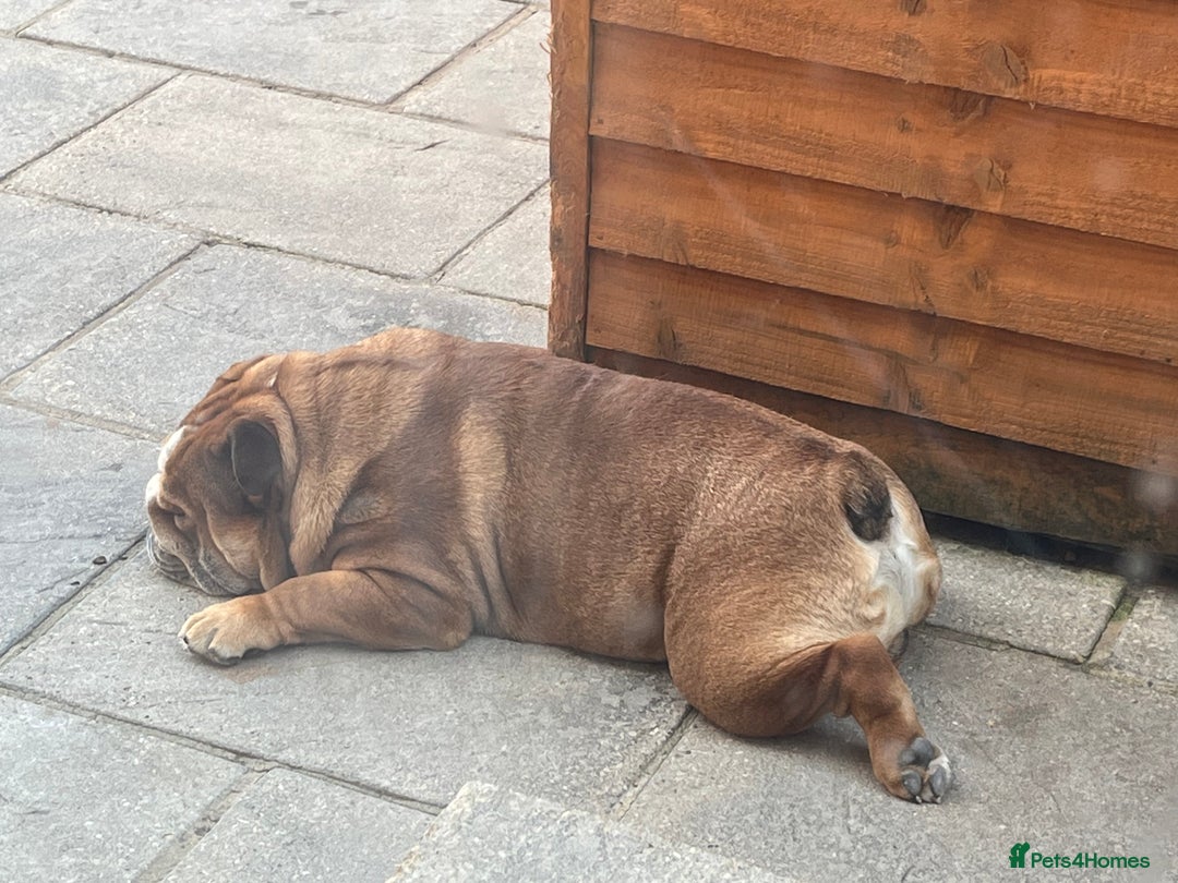 English Bulldog dogs for sale: english bulldog male  - Image 4