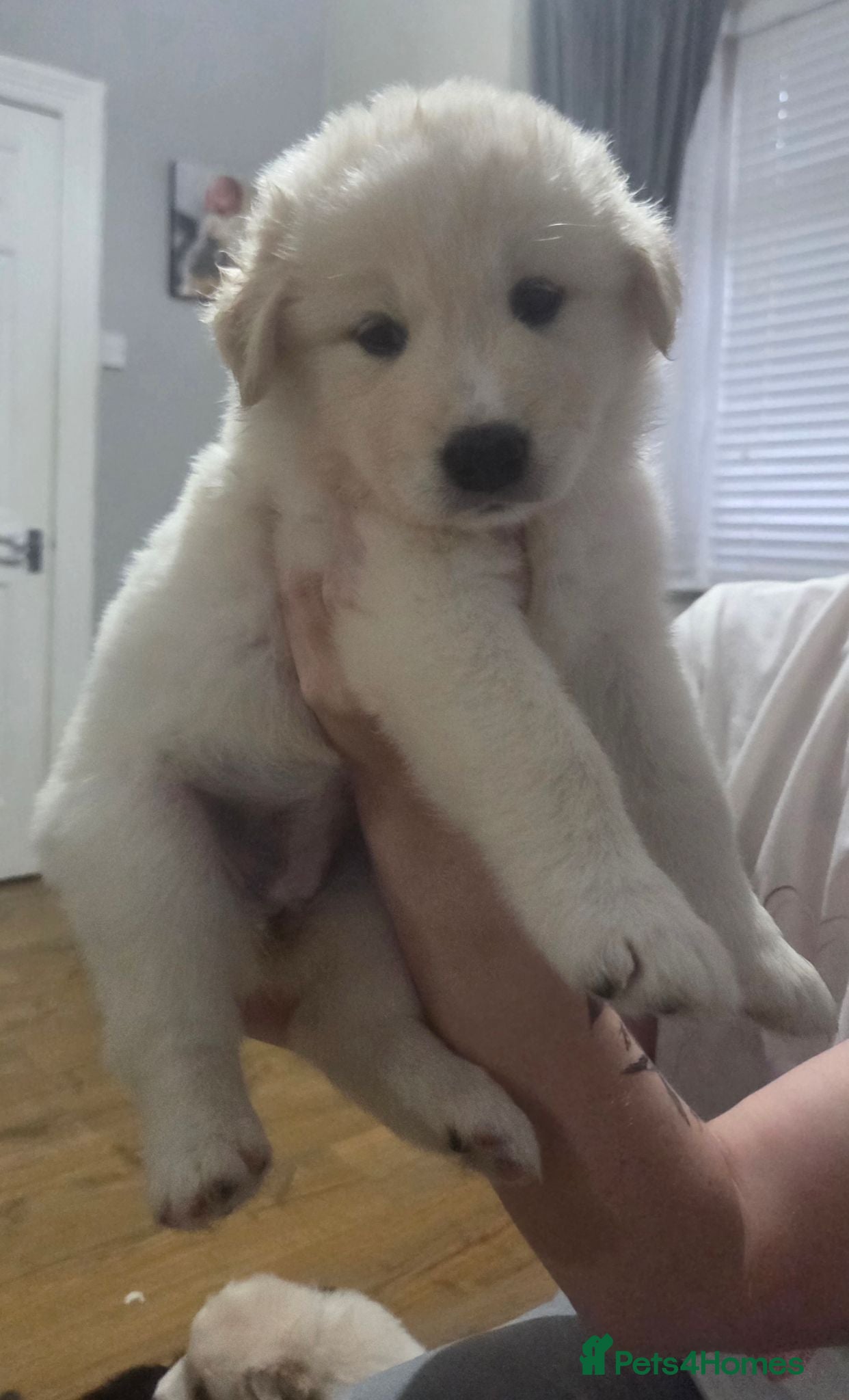 Mixed Breed dogs Beautiful rare Retriever/Collie & Samoyed Puppies. - Advert 2