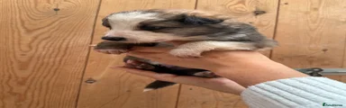 Puppy 3