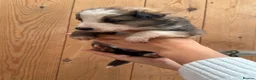 Mixed Breed dogs for sale: Collie puppies for sale  - Advert 9