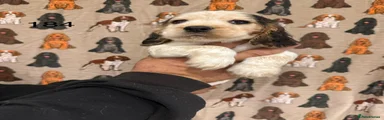 Tri