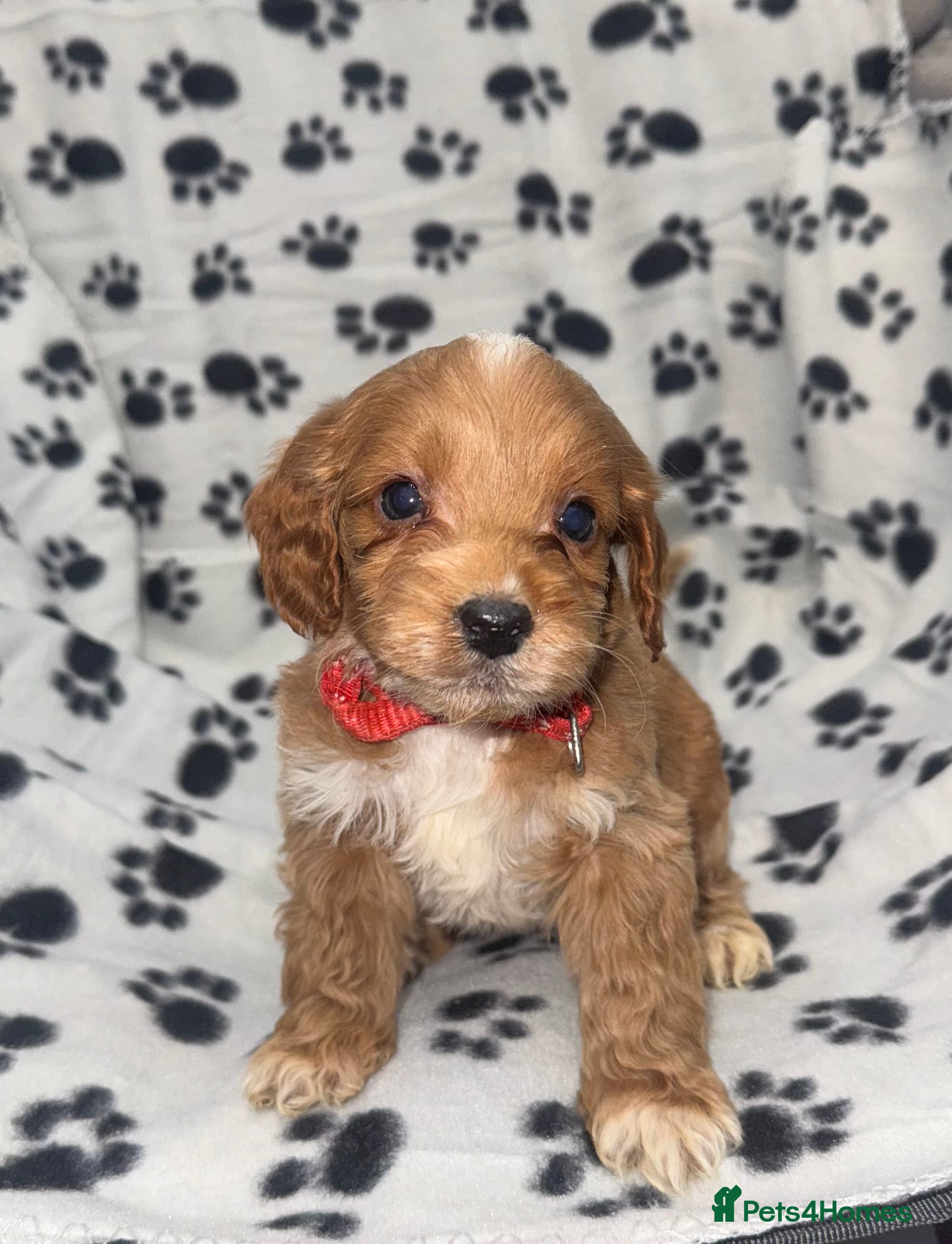 Cockapoo dogs Last 1 F1 Cockapoo puppies Ready to leave! - Advert 16