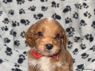 Cockapoo dogs Last 1 F1 Cockapoo puppies Ready to leave! - Advert 16