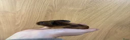 Guinea Pig rodents for sale: Baby guinea pigs for sale  - Advert 4