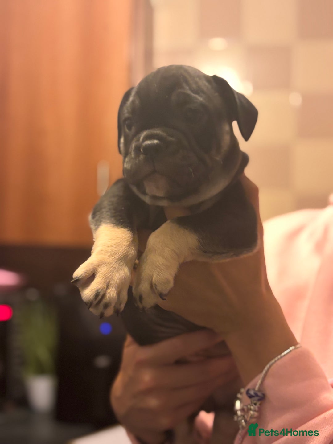 Mixed Breed dogs for sale: French bulldog x British bulldog  - Image 18