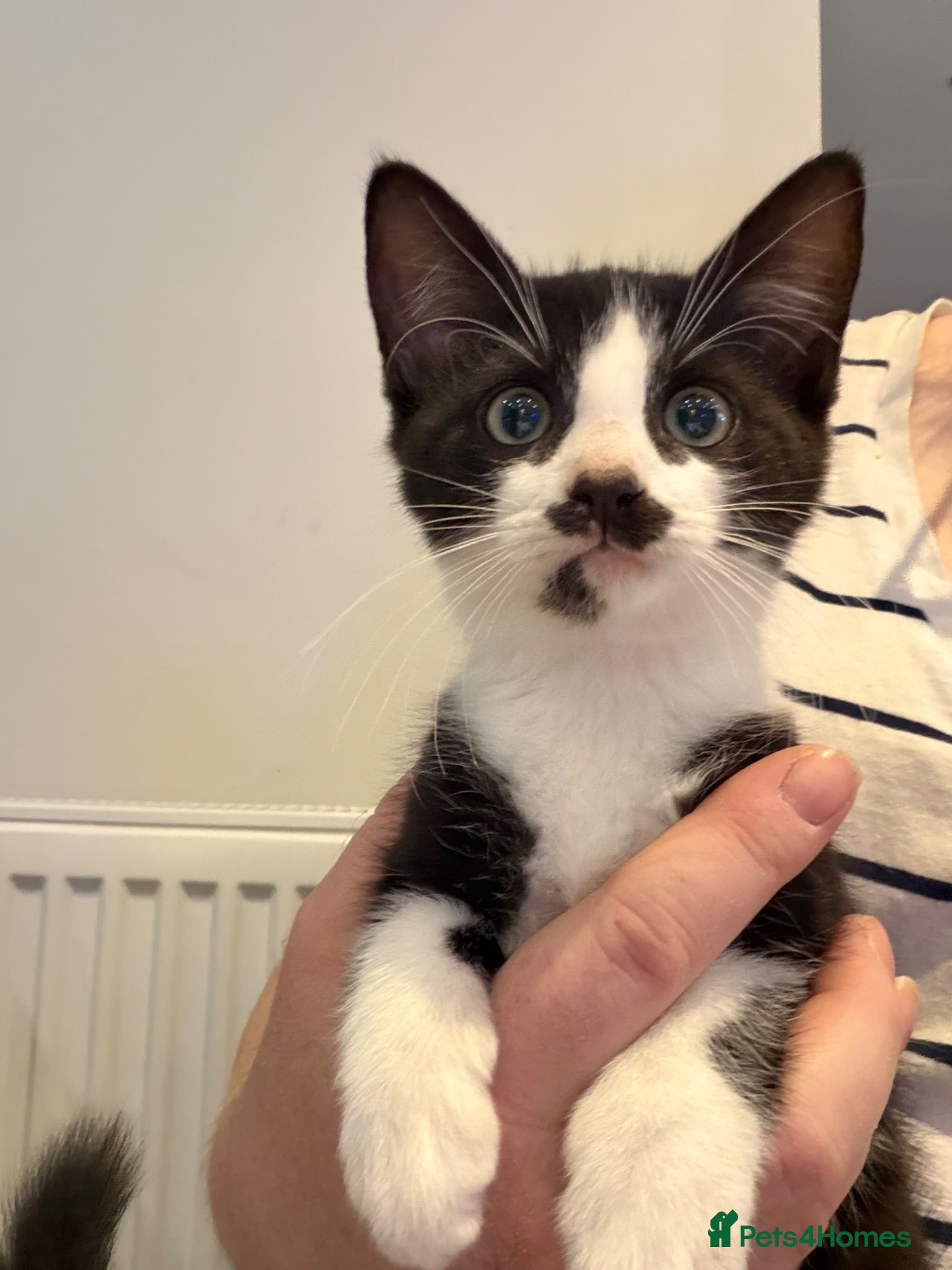 Mixed Breed cats Beautiful playful kittens  - Advert 16