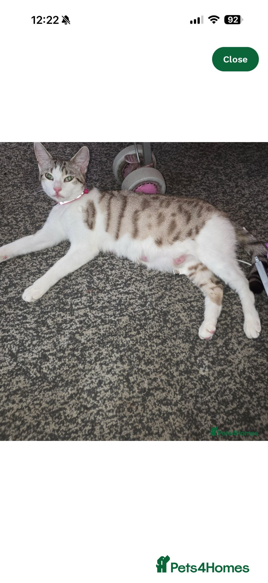 Bengal cats for sale: 2 male Bengal kittens - Advert 1