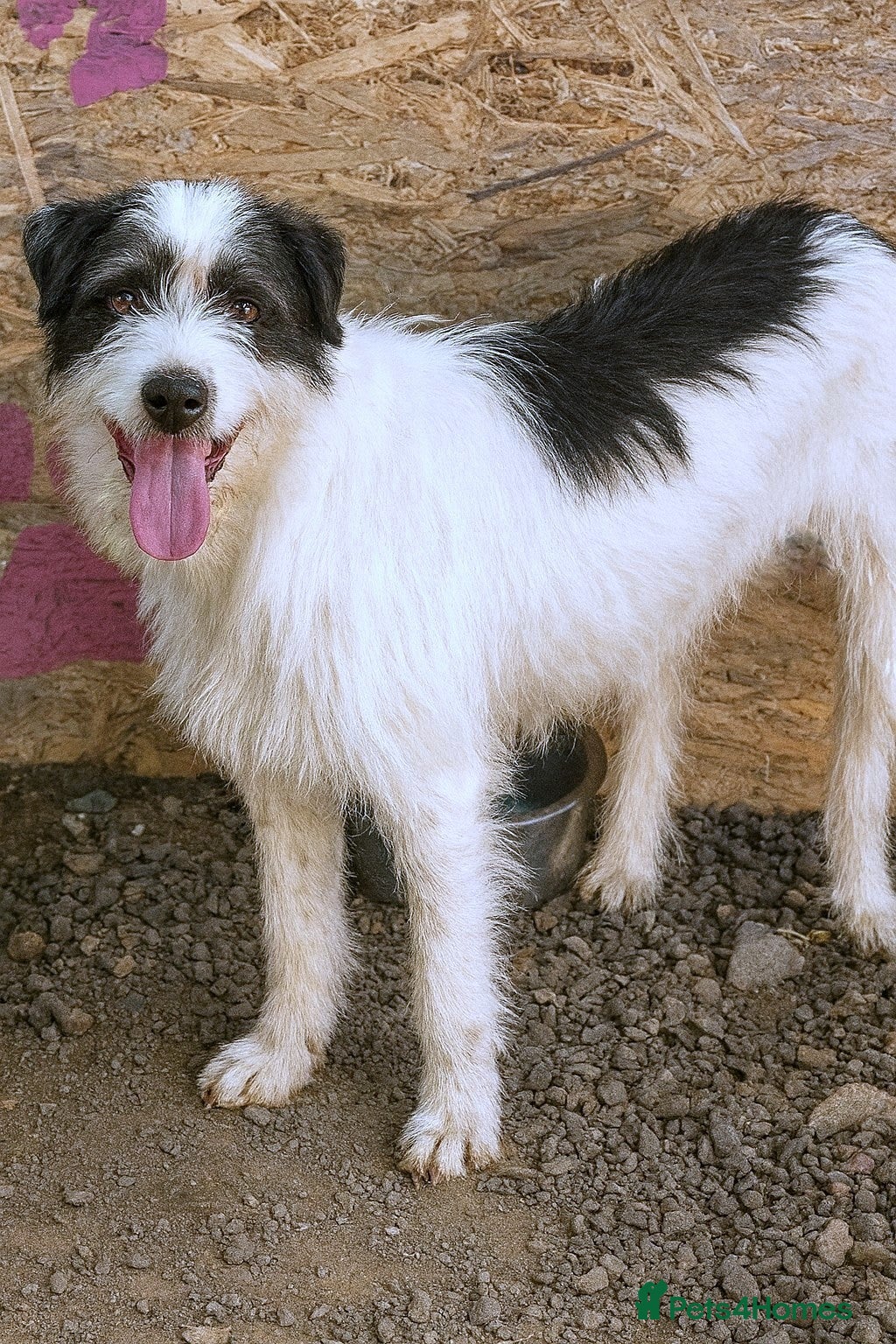 Mixed Breed dogs 🐾 Stella – a tender soul hoping to shine again ❤️ - Advert 21