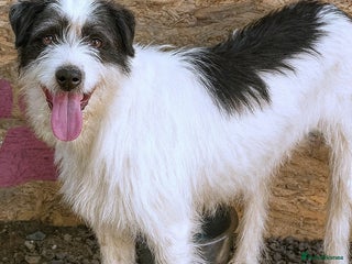 Mixed Breed dogs 🐾 Stella – a tender soul hoping to shine again ❤️ - Advert 1