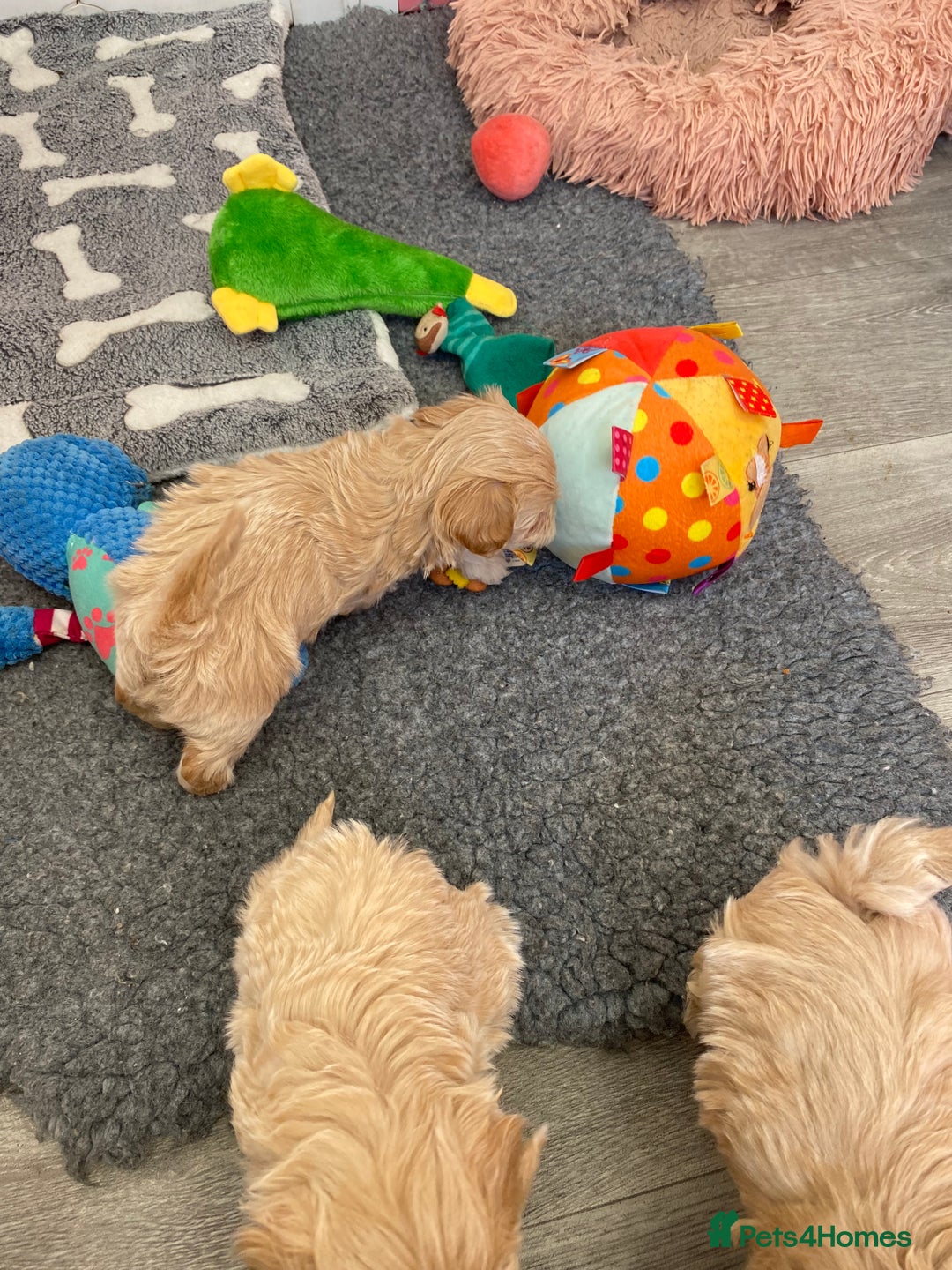 Maltipoo dogs for sale: Beautiful Apricot Maltipoo puppies. - Image 31