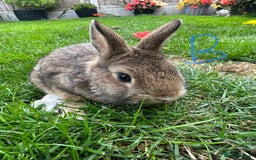 Netherland Dwarf rabbits for sale: Netherland Dwarf Rabbits For Sale  - Image 11