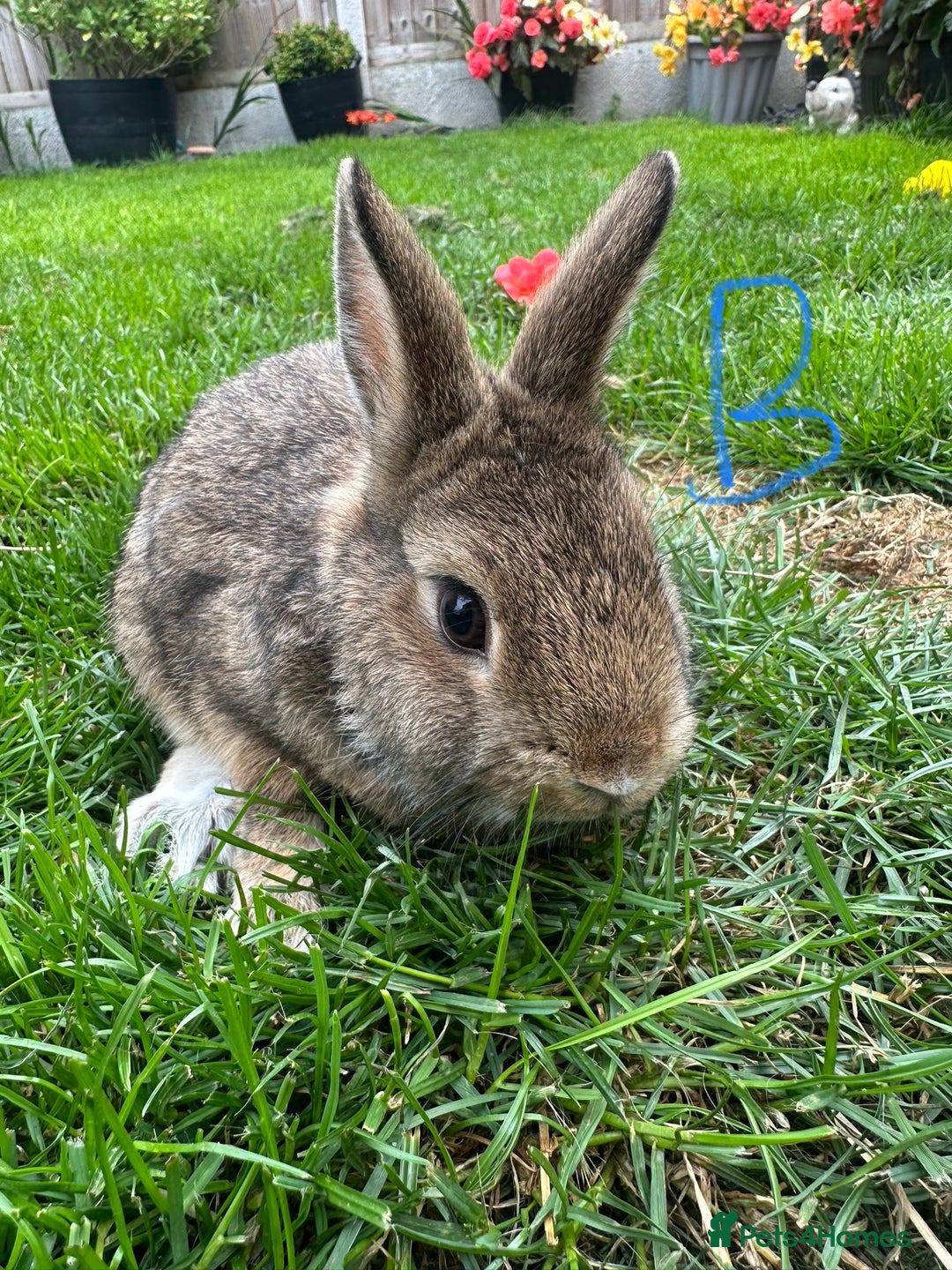 Netherland Dwarf rabbits for sale: Netherland Dwarf Rabbits For Sale  - Image 11