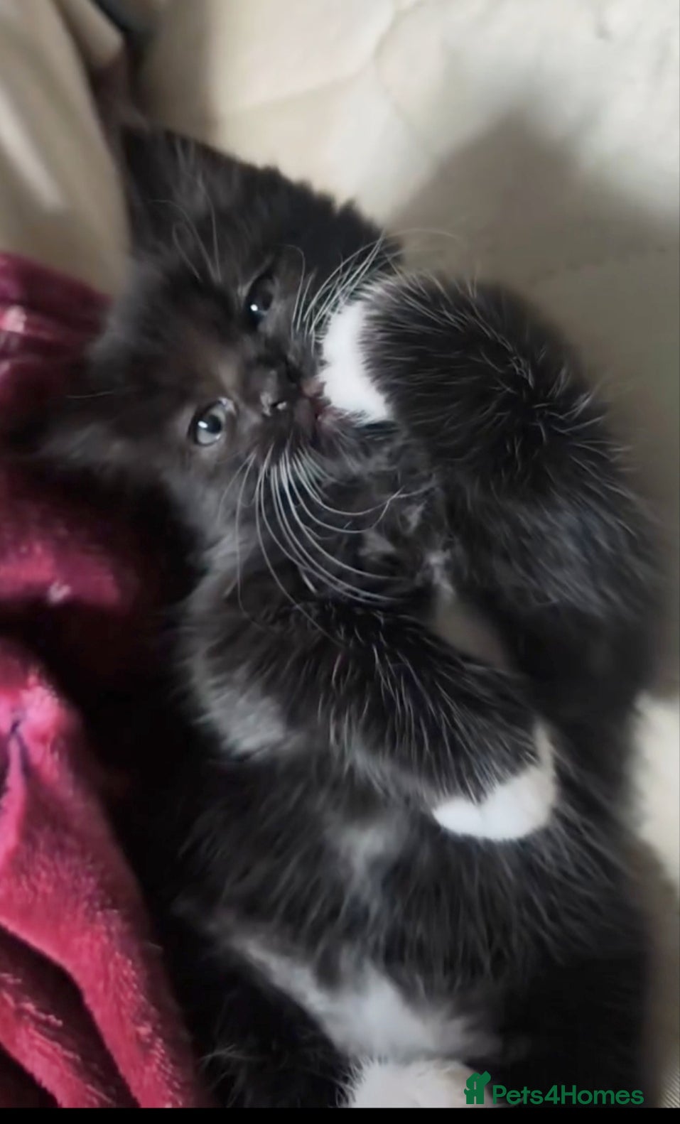 Mixed Breed cats for sale: Four female kittens ready for a new home   in Aylesbury - Advert 8