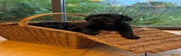 Labrador Retriever dogs for sale: Black Labradors: Raised in our loving family home - Advert 8
